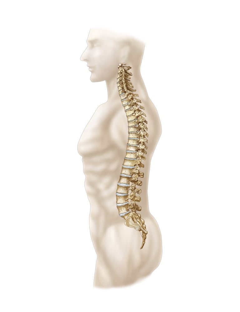 Anatomy of human vertebral column left lateral view Canvas Art - Stocktrek Images (25 x 33)