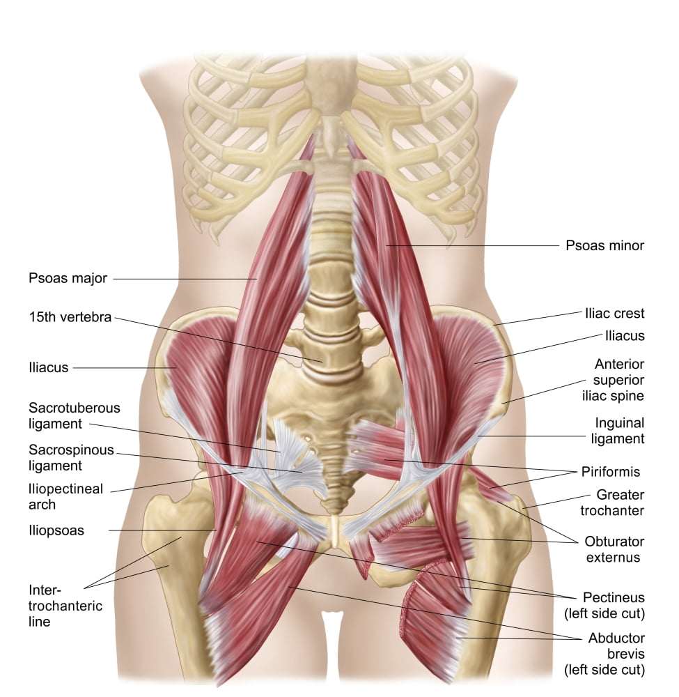 Anatomy of iliopsoa also known as the dorsal hip muscles Canvas Art - Stocktrek Images (28 x 29)