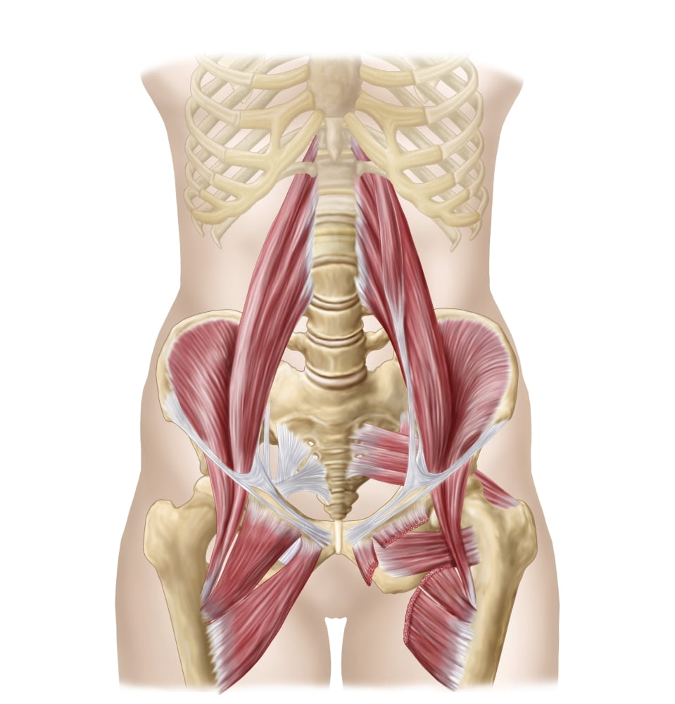 Anatomy of iliopsoa also known as the dorsal hip muscles Canvas Art - Stocktrek Images (28 x 29)