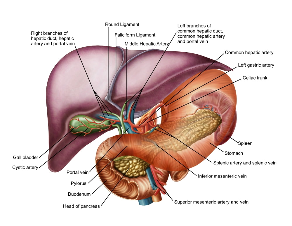 Anatomy of liver antero-visceral view Canvas Art - Stocktrek Images (16 x 13)