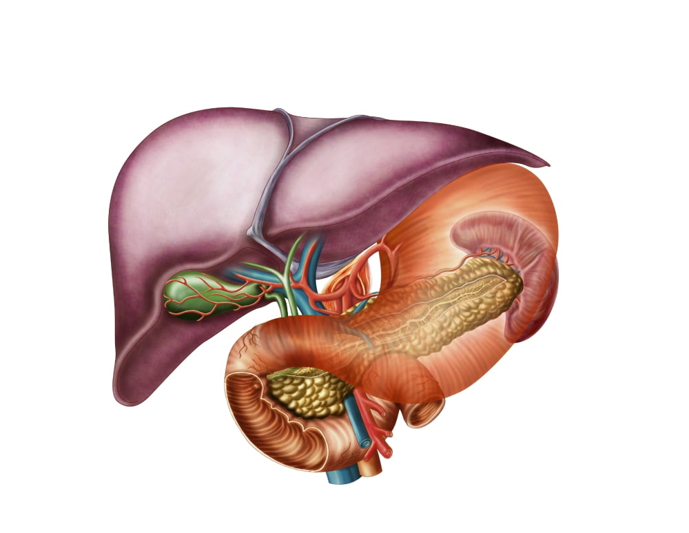 Anatomy of liver antero-visceral view Canvas Art - Stocktrek Images (16 x 13)