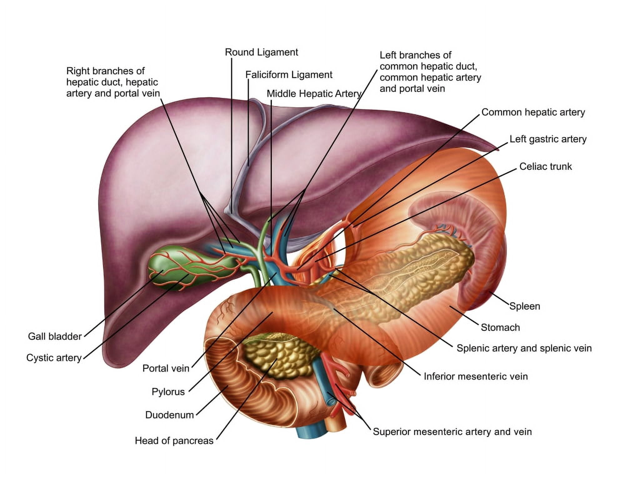 Anatomy of liver antero-visceral view Canvas Art - Stocktrek Images (32 x 25)