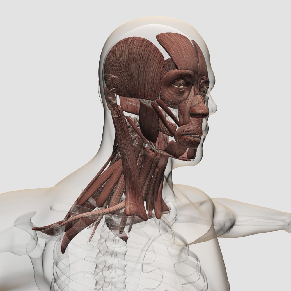 Anatomy of male facial and neck muscles front view Canvas Art - Stocktrek Images (29 x 29)