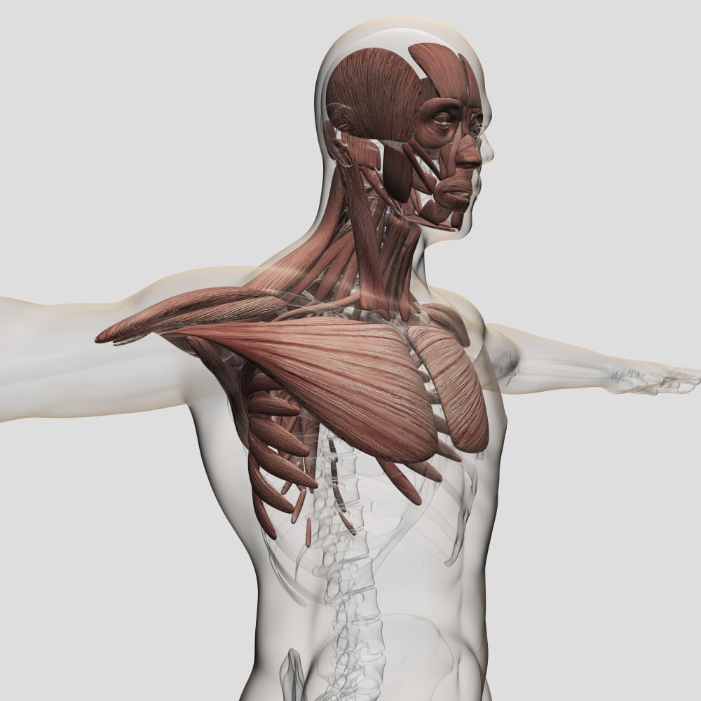 Anatomy of male muscles in upper body anterior view Canvas Art - Stocktrek Images (29 x 29)