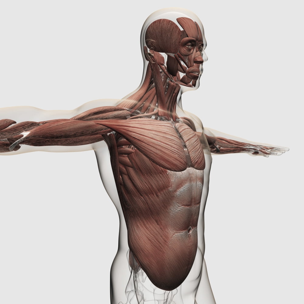 Anatomy of male muscles in upper body side view Canvas Art - Stocktrek Images (29 x 29)