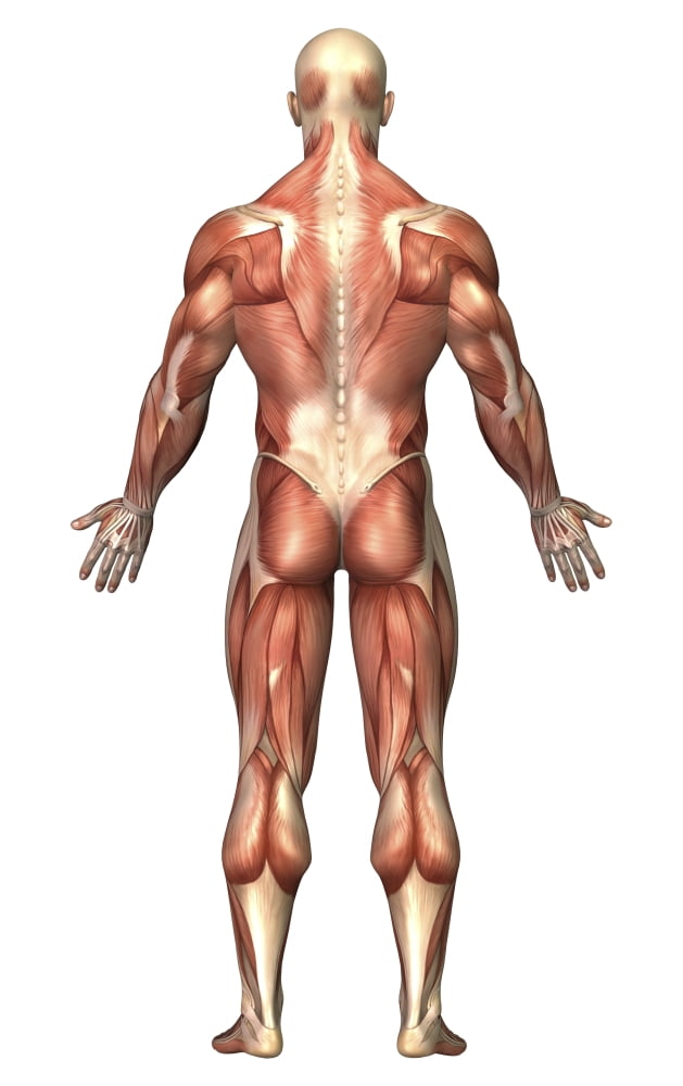 Anatomy of male muscular system back view Canvas Art - Stocktrek Images (11 x 18)