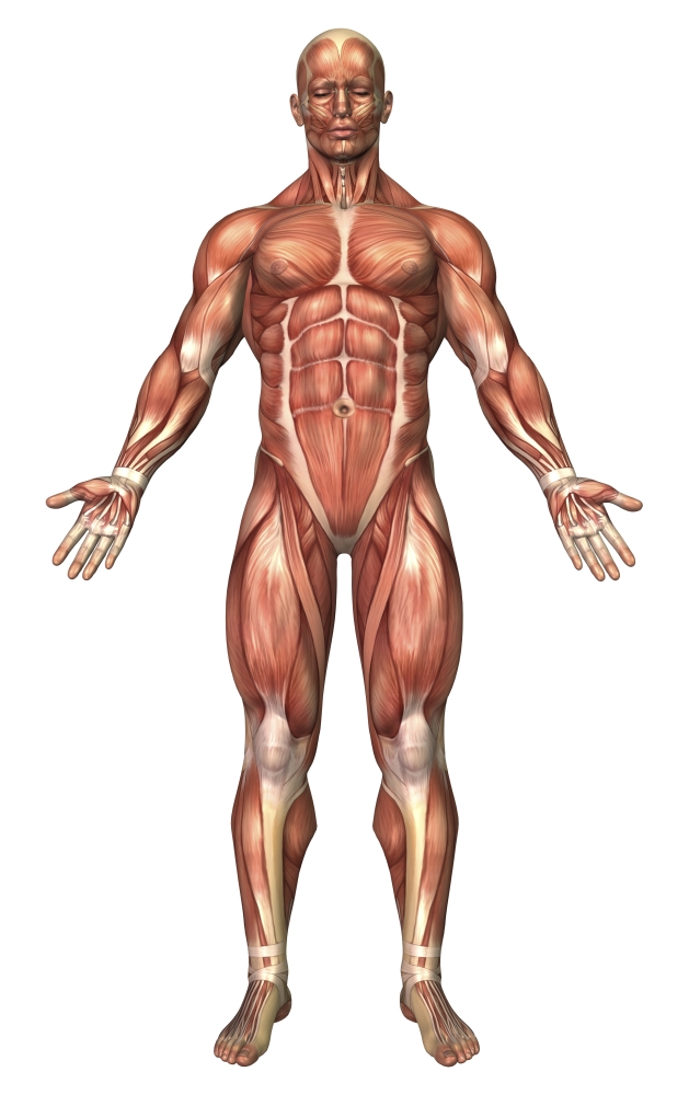 Anatomy of male muscular system front view Canvas Art - Stocktrek Images (11 x 18)