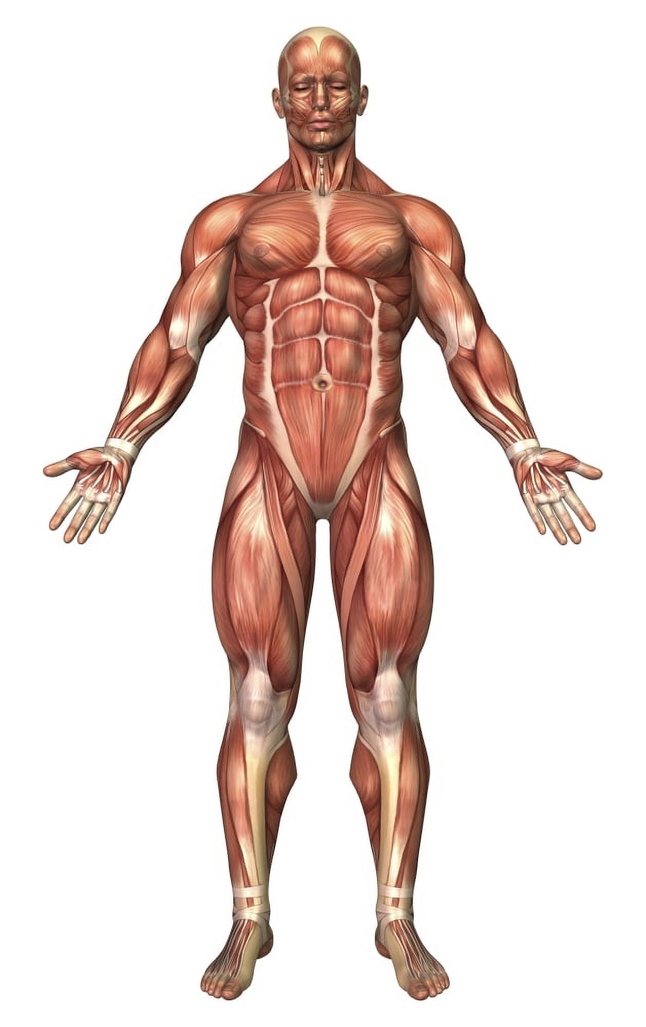 Anatomy of male muscular system front view Canvas Art - Stocktrek Images (22 x 35)