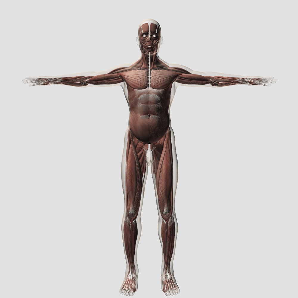 Anatomy of male muscular system front view Canvas Art - Stocktrek Images (29 x 29)
