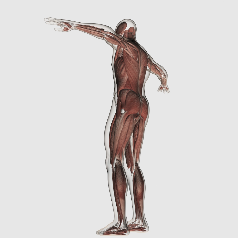 Anatomy of male muscular system posterior view Canvas Art - Stocktrek Images (29 x 29)