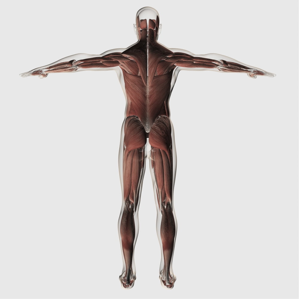 Anatomy of male muscular system posterior view Canvas Art - Stocktrek Images (29 x 29)