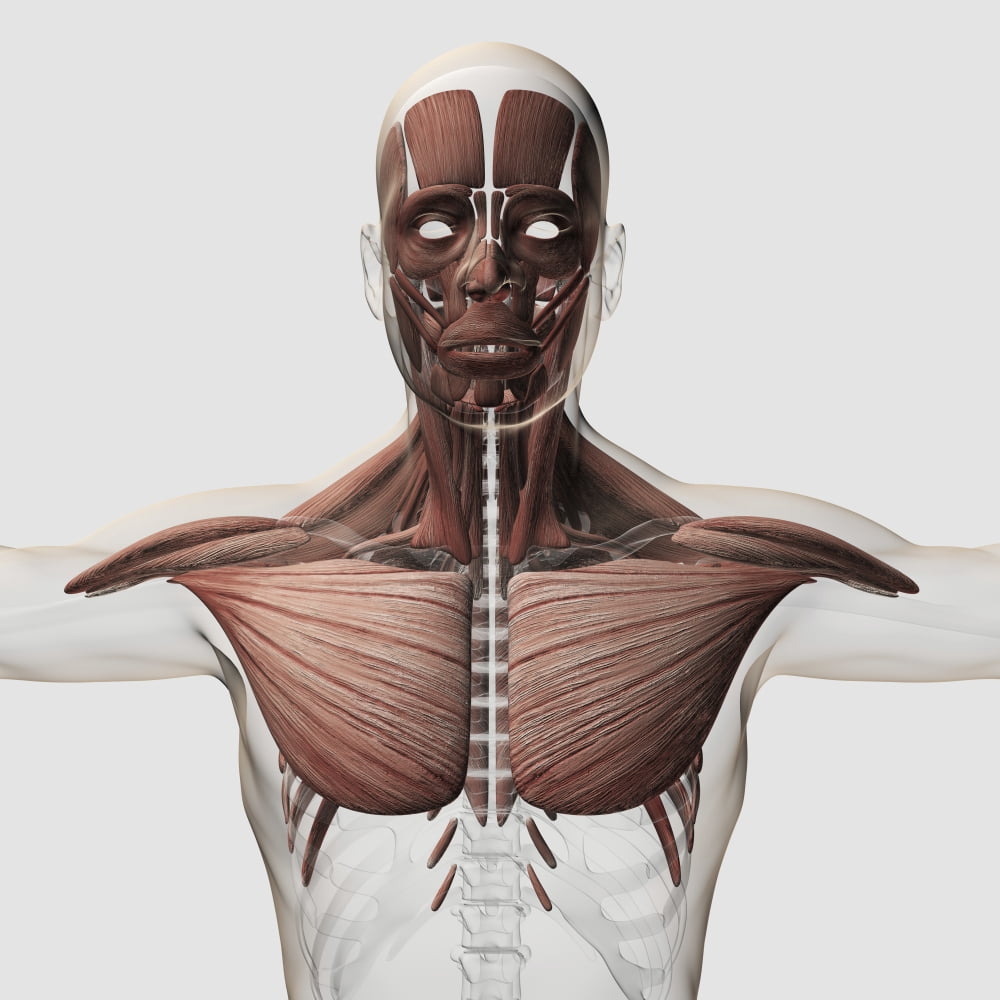 Anatomy of male muscular system side view Canvas Art - Stocktrek Images (29 x 29)