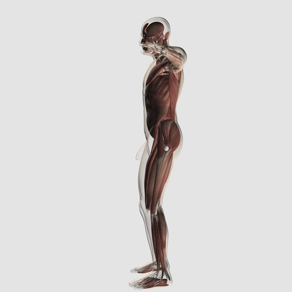 Anatomy of male muscular system side view Canvas Art - Stocktrek Images (29 x 29)