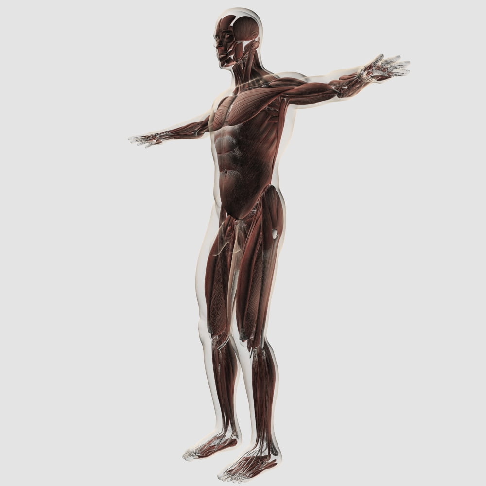 Anatomy of male muscular system side view Canvas Art - Stocktrek Images (29 x 29)