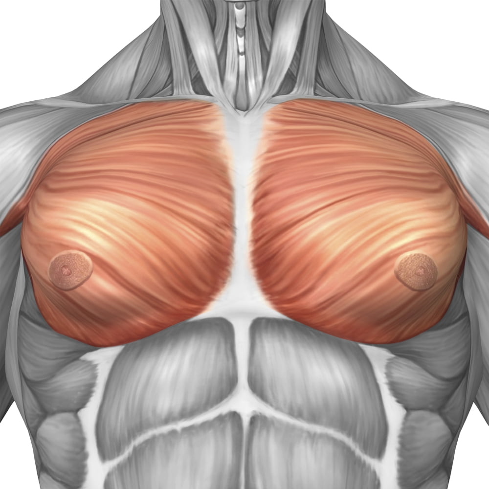 Anatomy of male pectoral muscles Canvas Art - Stocktrek Images (29 x 29)