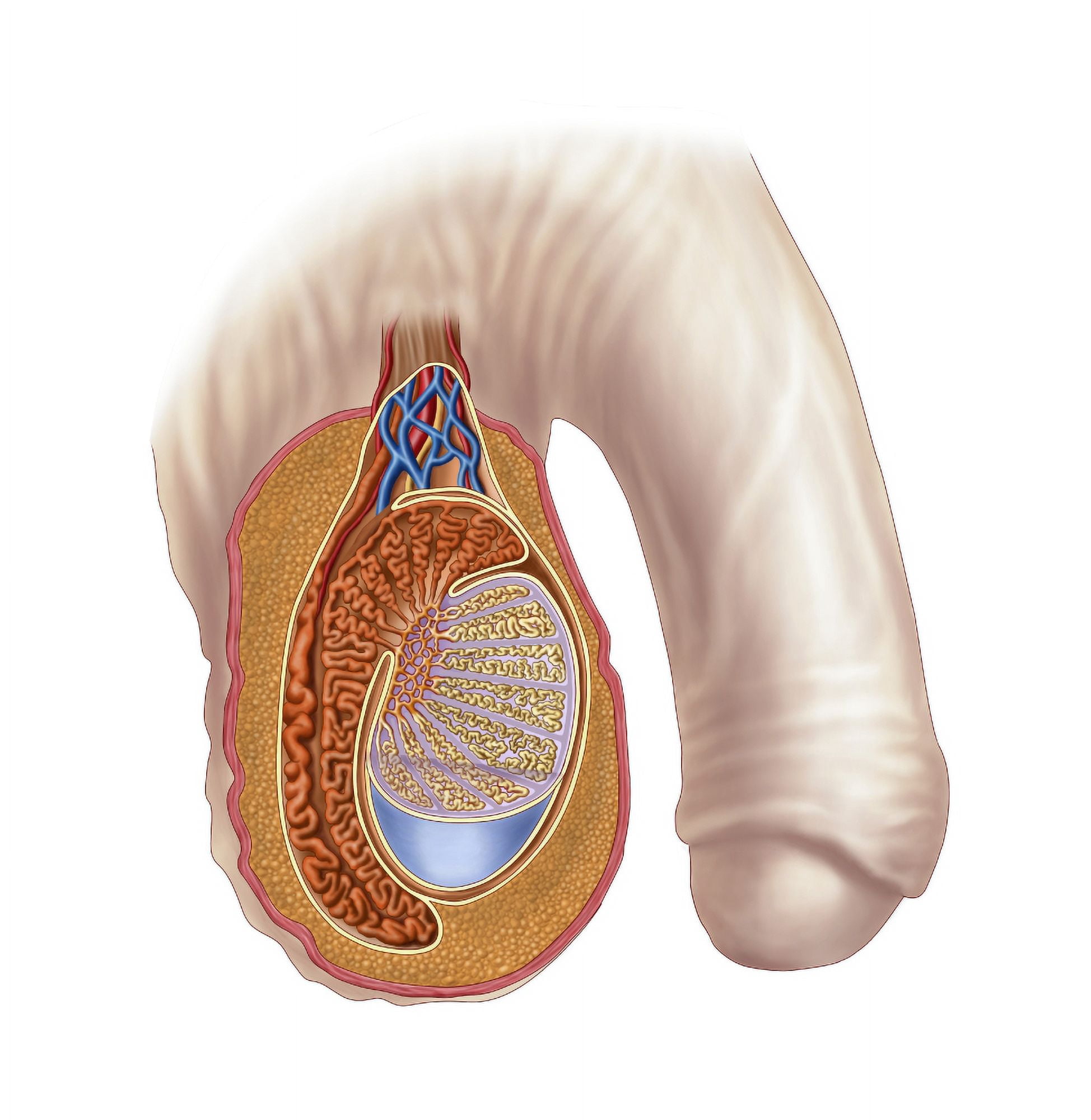 Anatomy of male testis Canvas Art - Stocktrek Images (28 x 29)