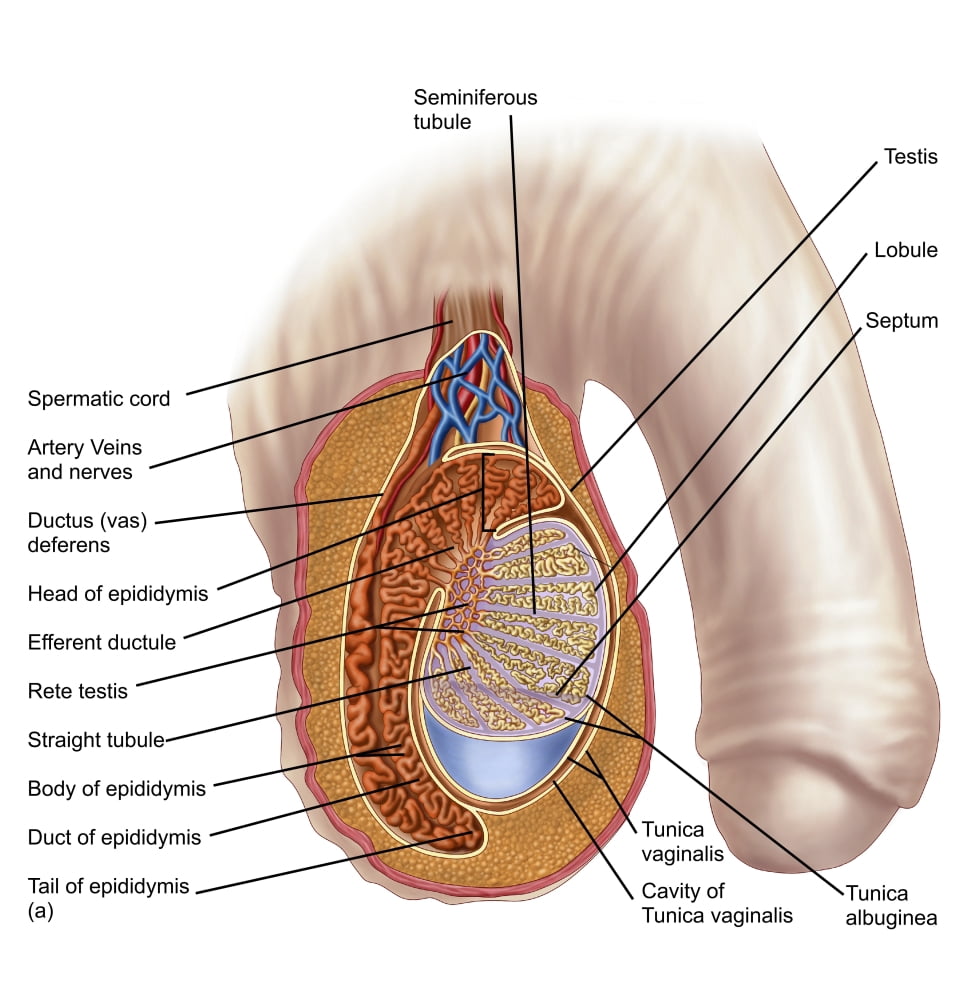 Anatomy of male testis Canvas Art - Stocktrek Images (28 x 29)