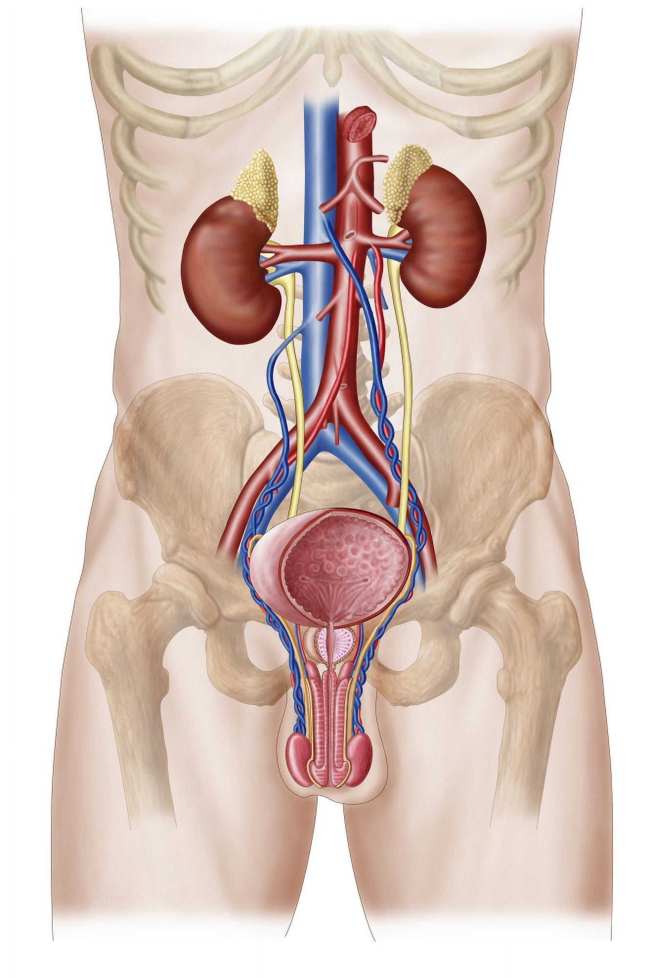 Anatomy of male urinary system Canvas Art - Stocktrek Images (23 x 35)