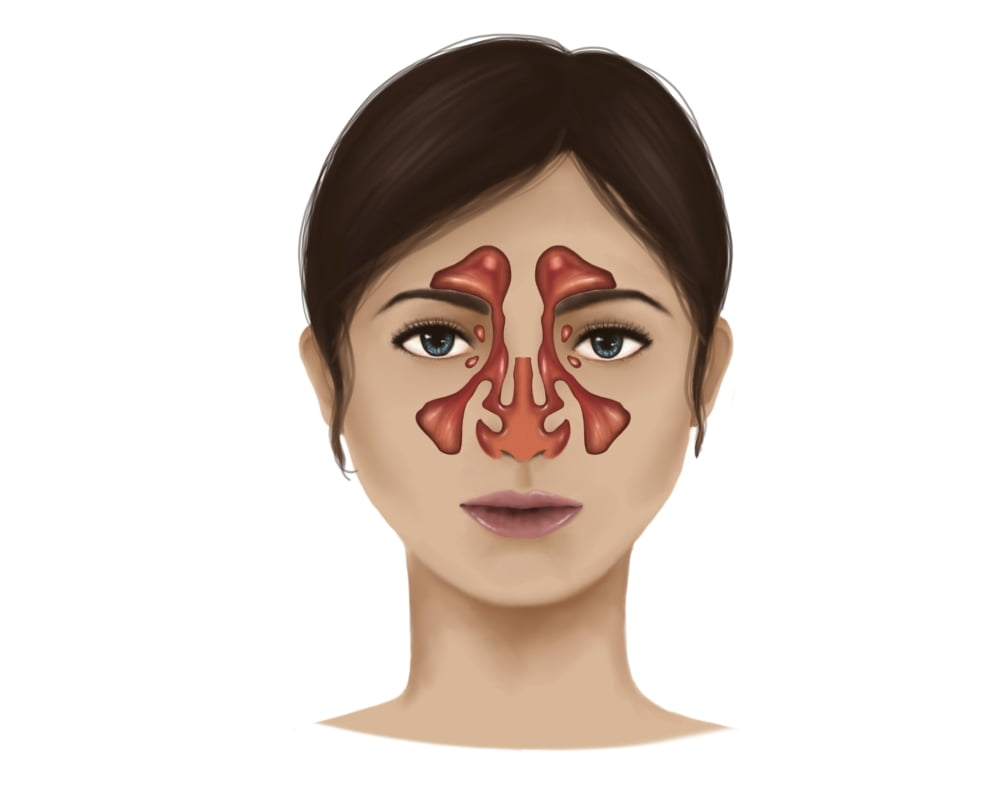 Anatomy of nasal sinuses Canvas Art - Stocktrek Images (16 x 13)