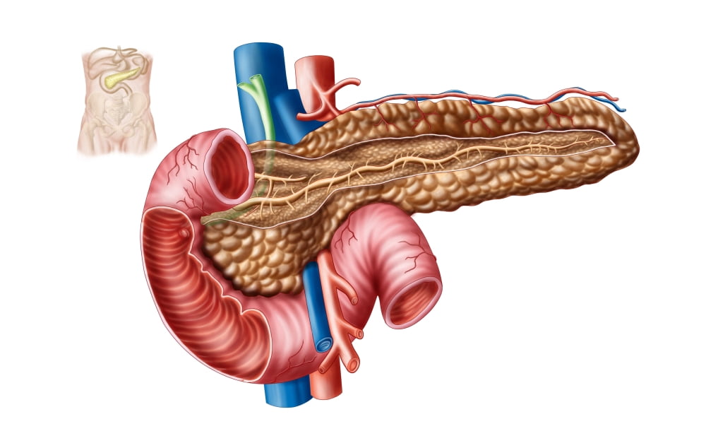 Anatomy of pancreas Canvas Art - Stocktrek Images (18 x 12)