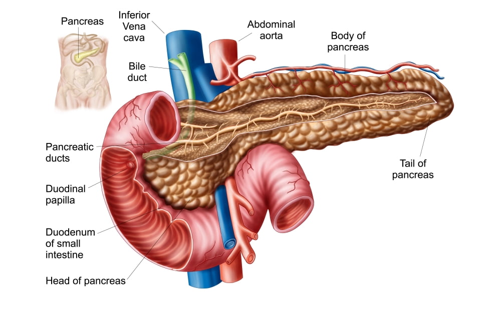 Anatomy of pancreas Canvas Art - Stocktrek Images (18 x 12)