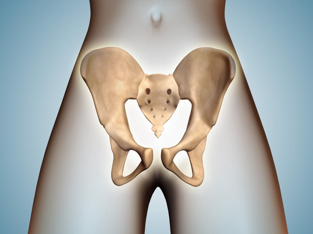 Anatomy of pelvic bone on female body Canvas Art - Stocktrek Images (17 x 13)