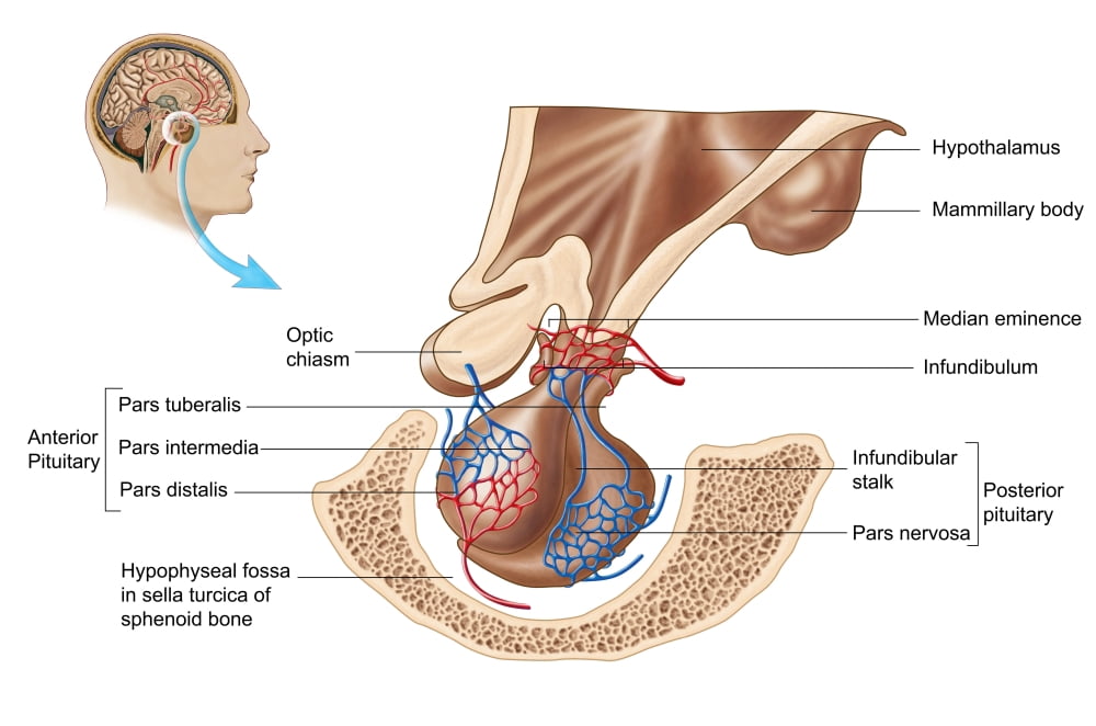 Anatomy of pituitary gland Canvas Art - Stocktrek Images (35 x 23)