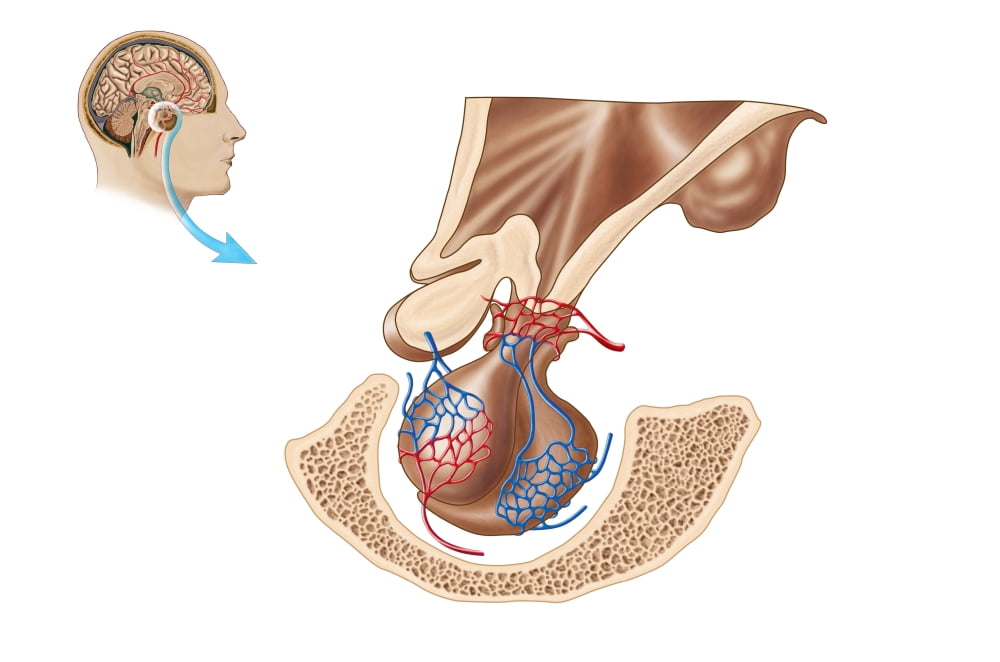 Anatomy of pituitary gland Canvas Art - Stocktrek Images (35 x 23)