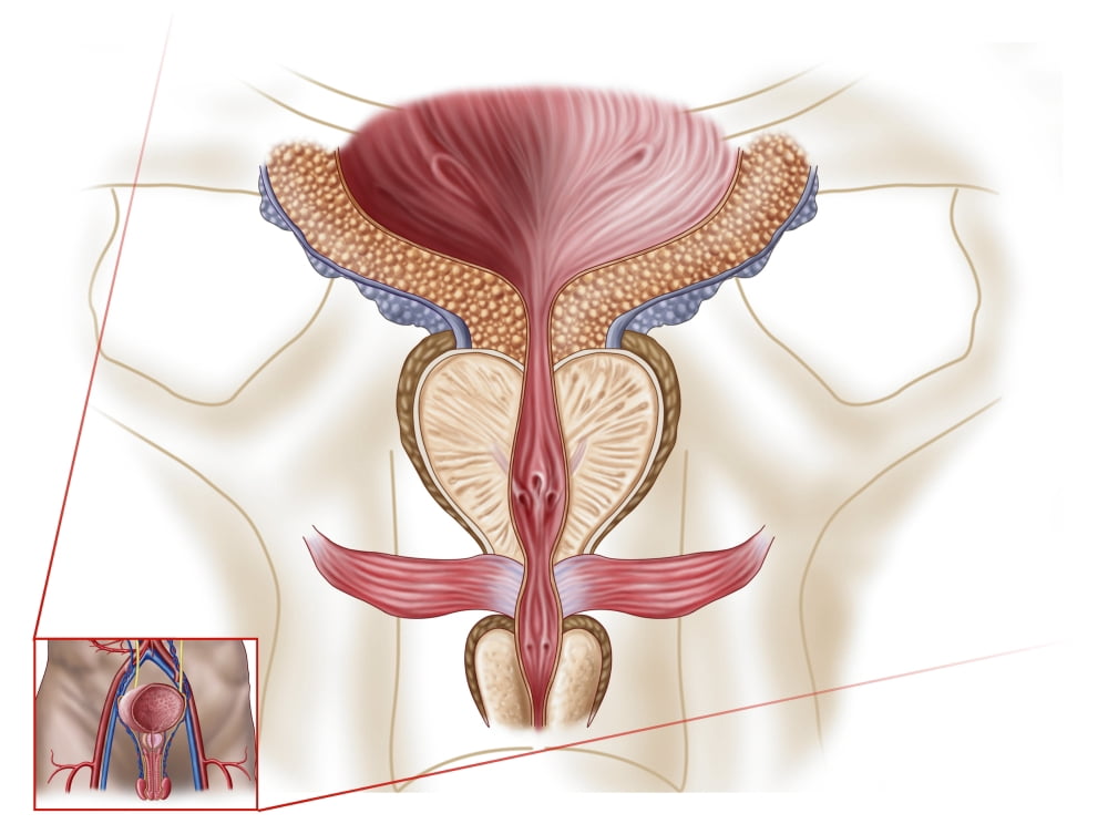 Anatomy of prostate gland Canvas Art - Stocktrek Images (17 x 13)