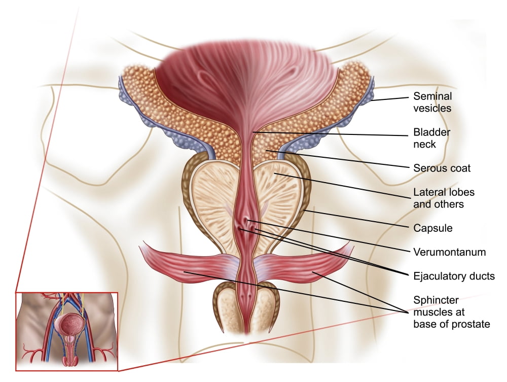 Anatomy of prostate gland Canvas Art - Stocktrek Images (17 x 13)
