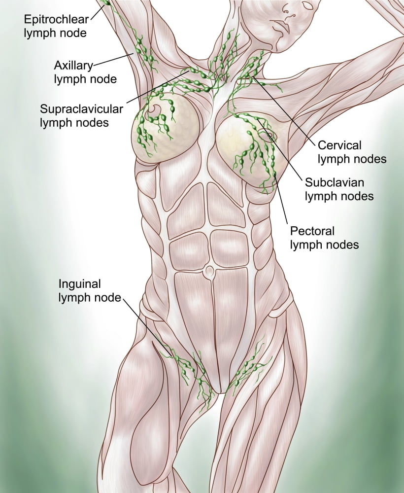 Anatomy of superficial (surface) lymphatics Canvas Art - Stocktrek Images (26 x 32)