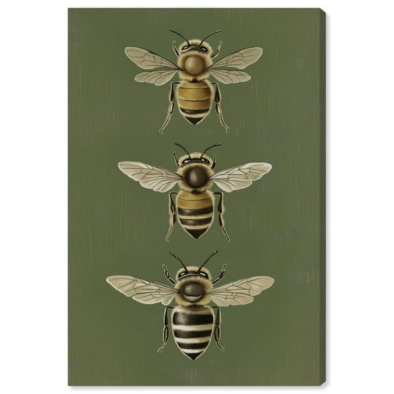 Anatomy of the Bee Canvas Vintage Botanicals by Art Remedy, Gallery Wrapped, 24 x 36