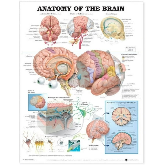 Anatomy of the Brain