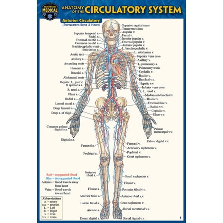 Anatomy of the Circulatory System (Pocket-Sized Edition - 4x6 inches) (Edition 2) (Other)