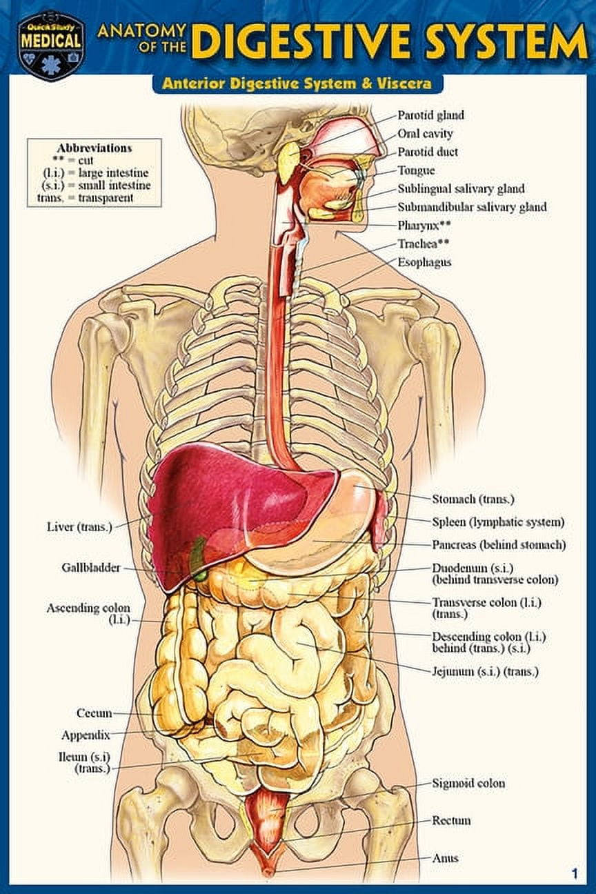 洋書 The Gastrointestinal System Anatomy of the Digestive System (Pocket-Sized Edition - 4x6 inches