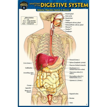 Anatomy of the Digestive System (Pocket-Sized Edition - 4x6 Inches)