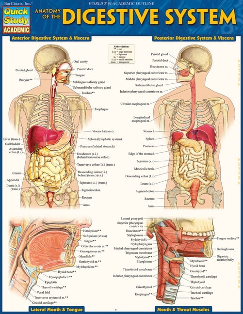 VINCENT PEREZ Anatomy of the Digestive System : QuickStudy Laminated Reference Guide (Edition 2) (Other)