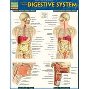 Anatomy of the Digestive System QuickStudy Laminated Reference Guide Edition 2 Other