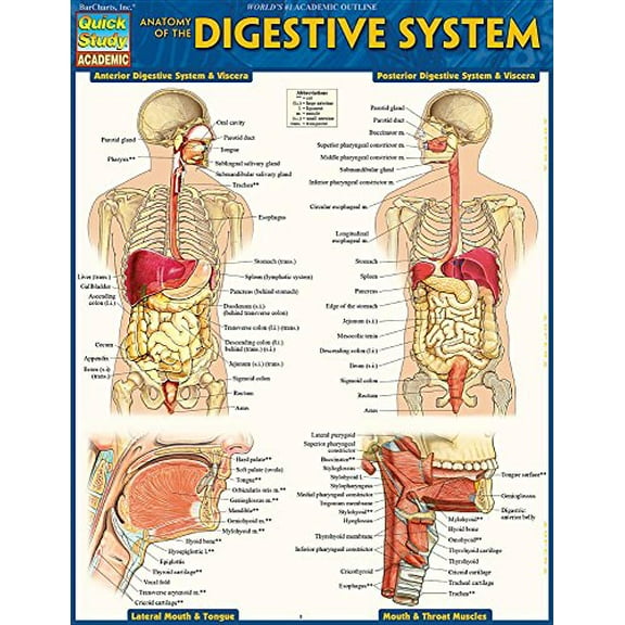 Pre-Owned Anatomy of the Digestive System
