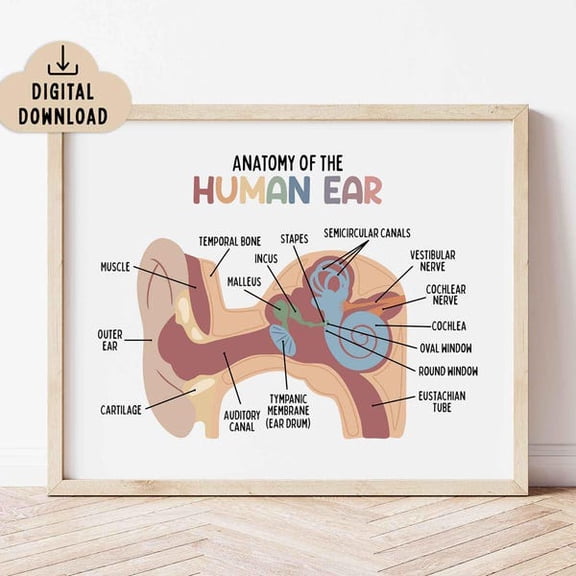 Anatomy of the Human Ear Poster Printable Educational Wall Art | Homeschool Decor, Unframed Paper Poster 8x10in