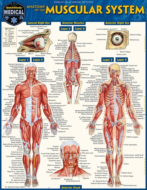 Anatomy of the Muscular System: A Quickstudy Laminated Reference