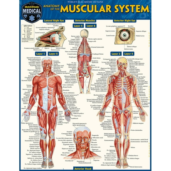 Anatomy of the Muscular System: A Quickstudy Laminated Reference Guide, (Paperback)