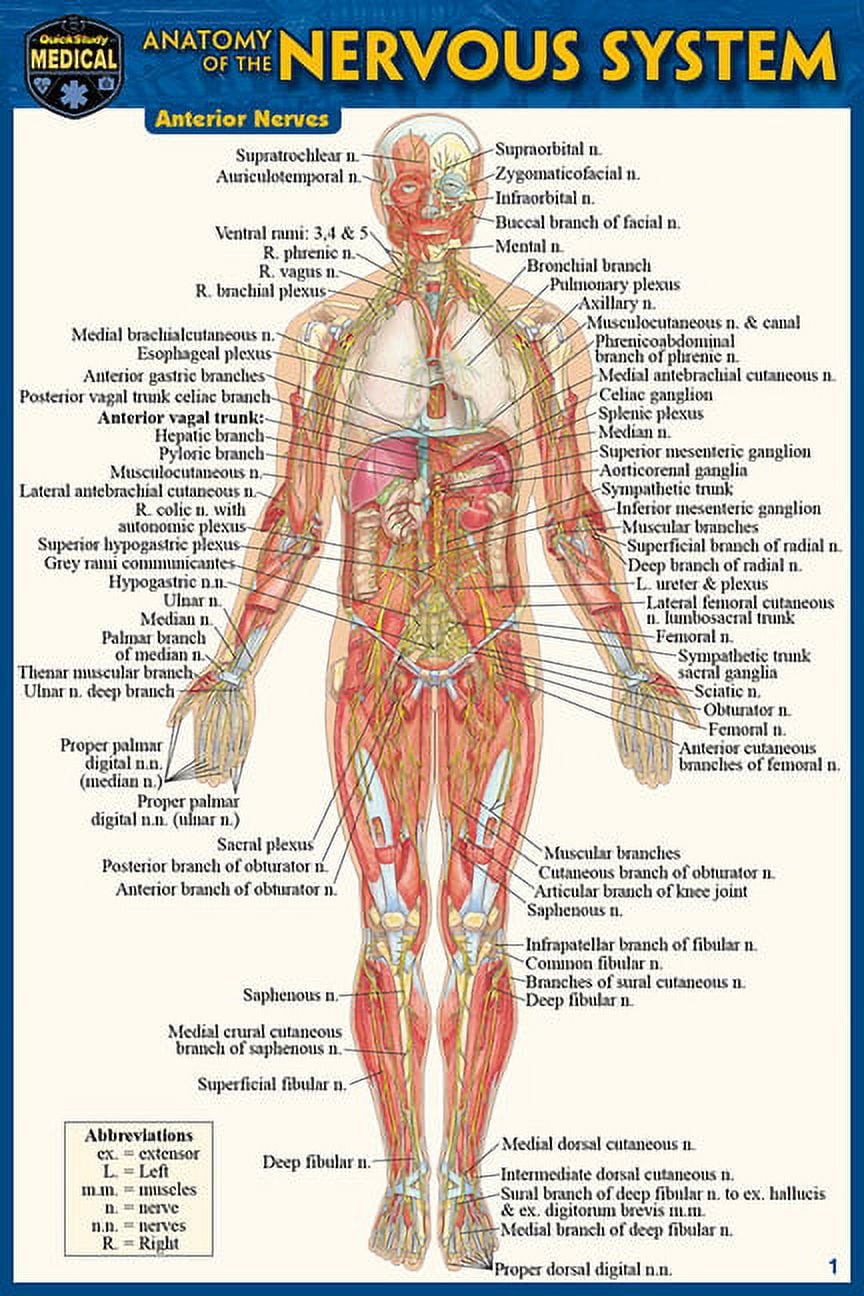 洋書 Plasticity in the Human Nervous System 9780521807272i.jpg