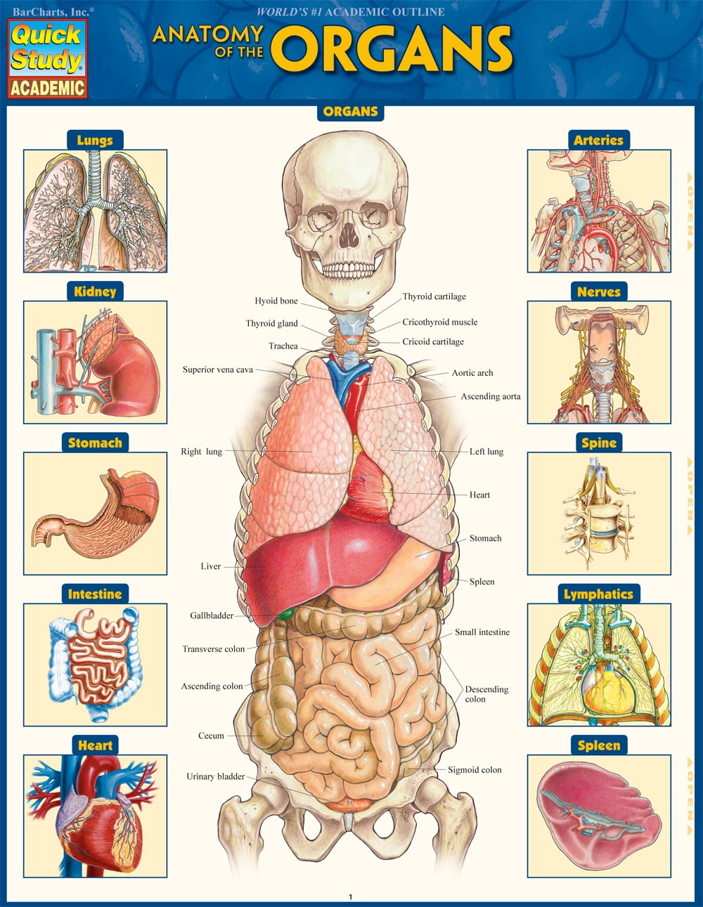 VINCENT PEREZ Anatomy of the Organs : QuickStudy Laminated Reference Guide (Edition 1) (Other)