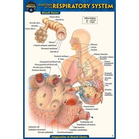 Anatomy of the Respiratory System (Pocket-Sized Edition - 4x6 inches) (Edition 2) (Other)