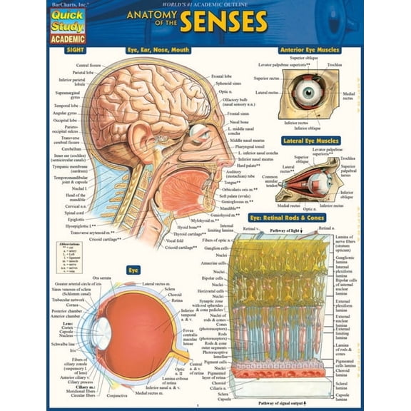Anatomy of the Senses : QuickStudy Laminated Reference Guide (Edition 2) (Other)
