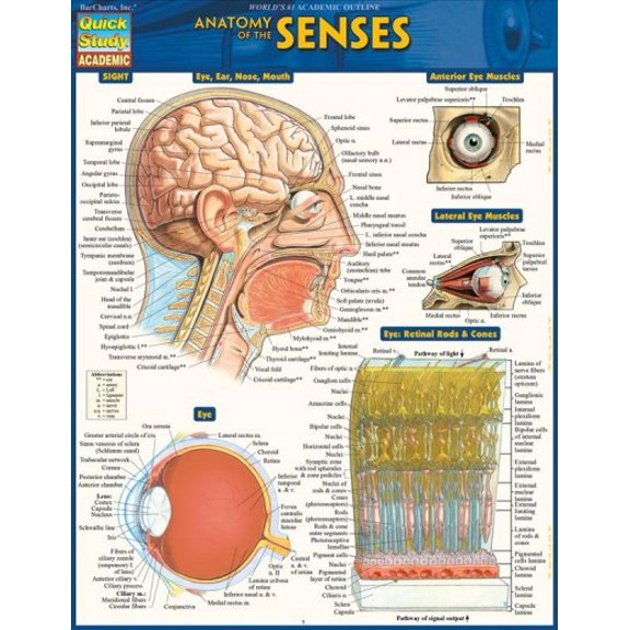 Pre-Owned Anatomy Of The Senses