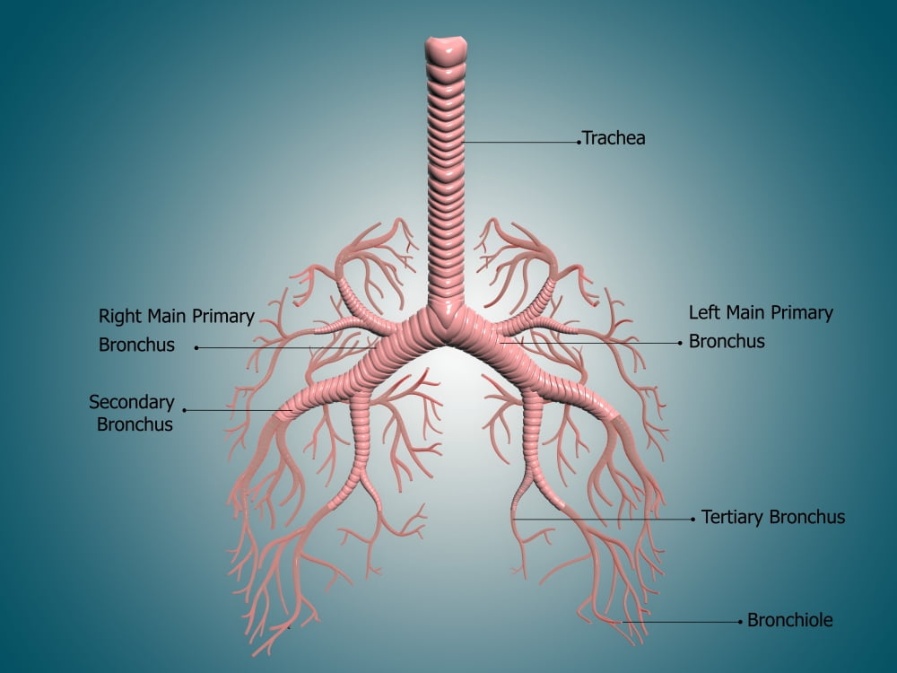 Anatomy of the bronchus and bronchial tubes Canvas Art - Stocktrek Images (17 x 13)
