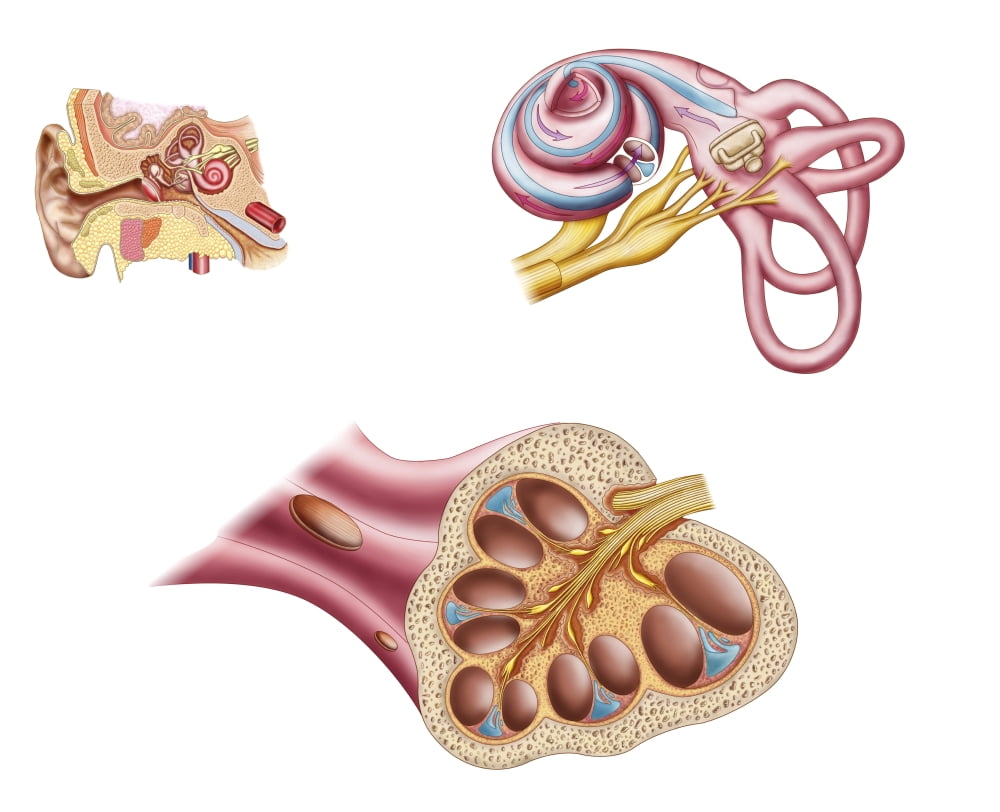 Anatomy of the cochlear duct in the human ear Canvas Art - Stocktrek Images (16 x 13)