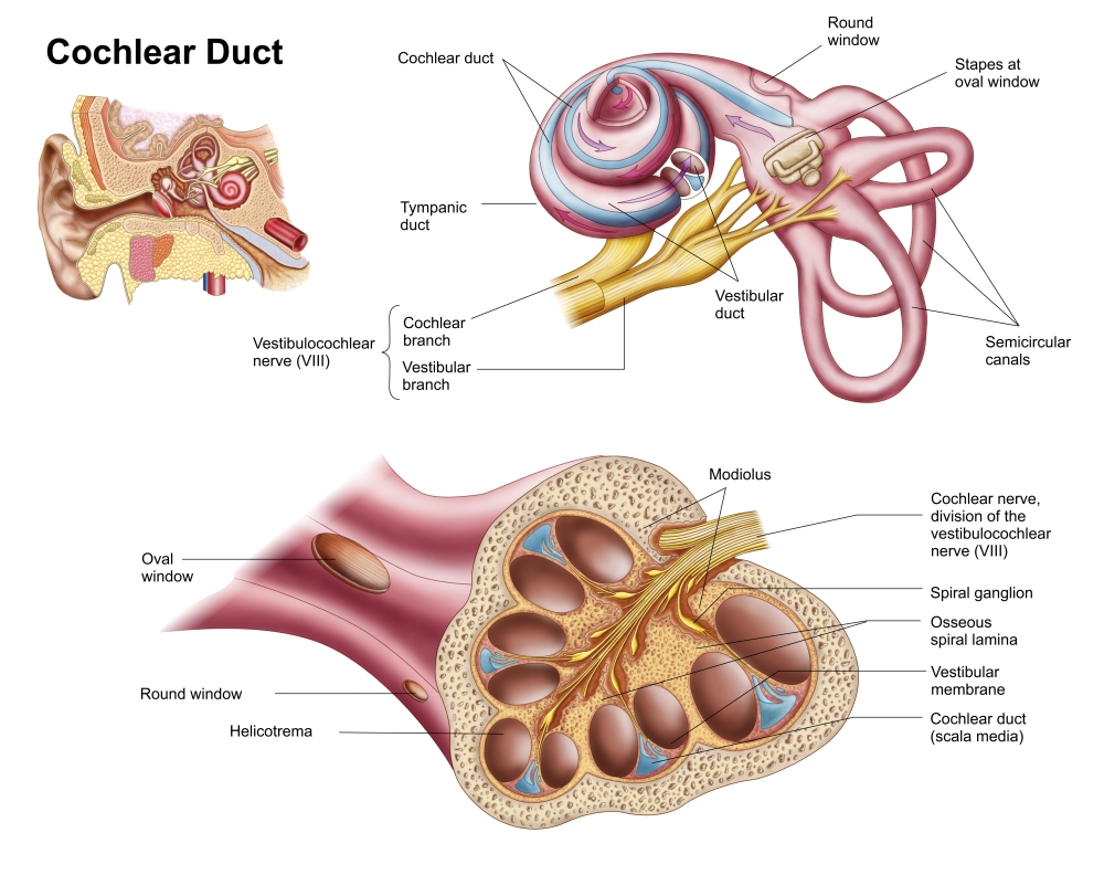 Anatomy of the cochlear duct in the human ear Canvas Art - Stocktrek Images (16 x 13)